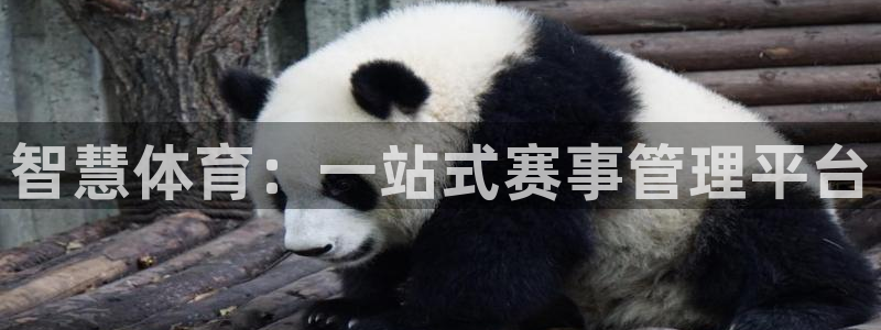 必一体育没了：智慧体